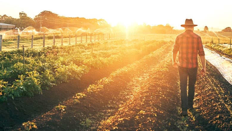 Farmer walking in a planted field